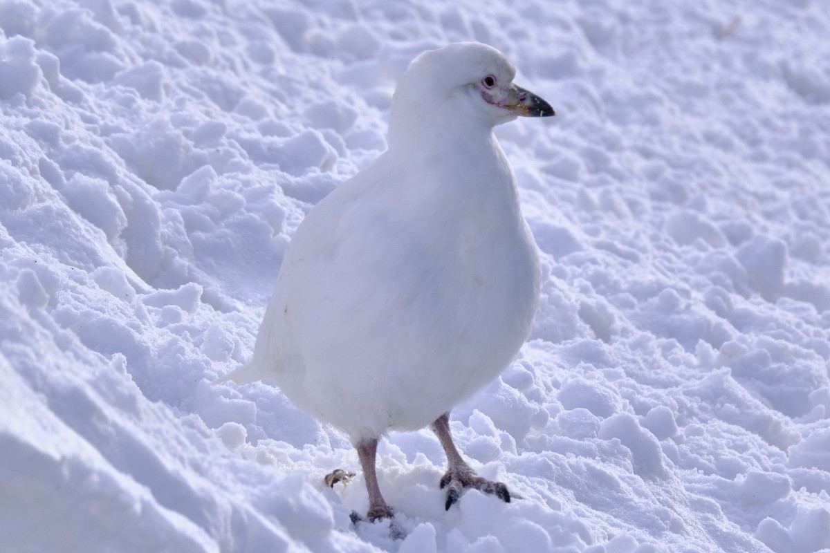 Snowy Sheathbill - ML632564117