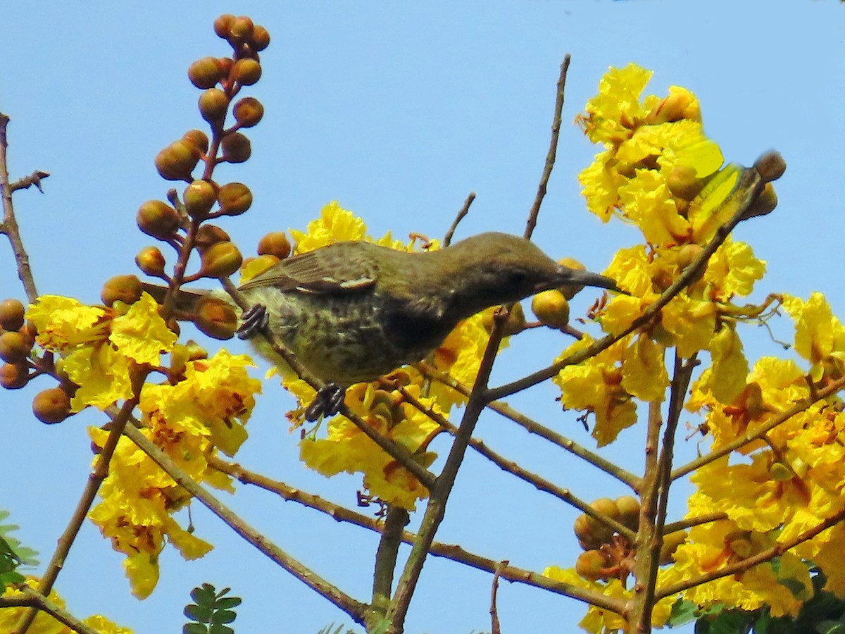 Buff-throated Sunbird - ML632564127