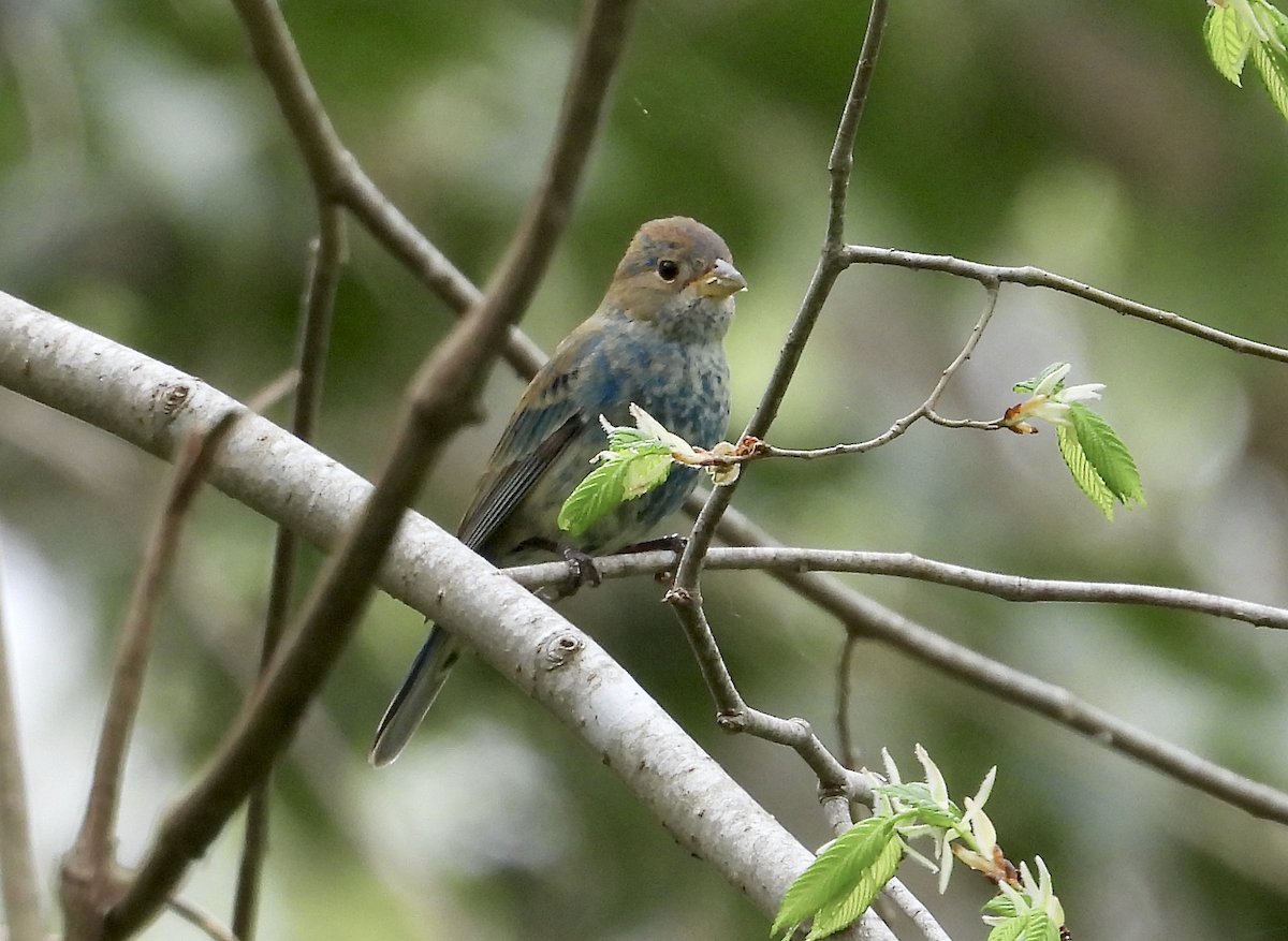 Indigo Bunting - ML632564206