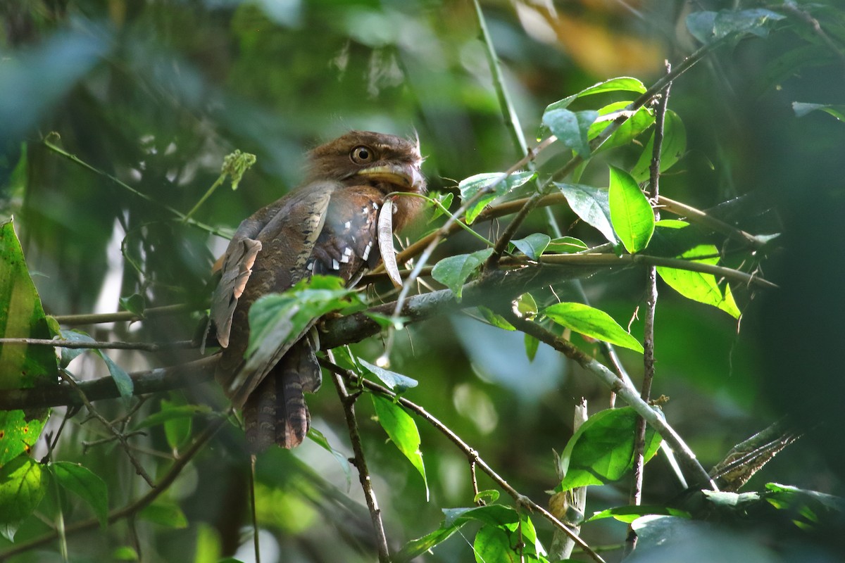 Philippine Frogmouth - ML632564320