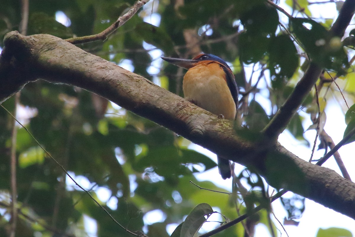 Rufous-lored Kingfisher - ML632564373