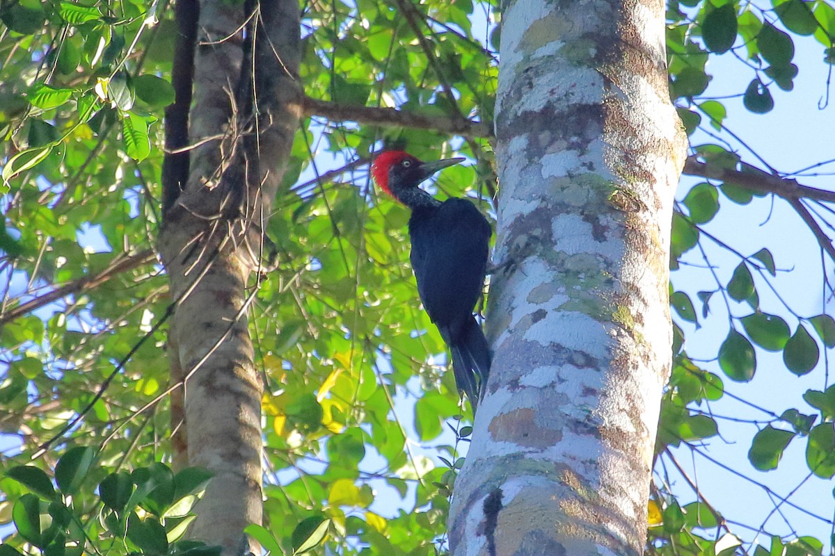 White-bellied Woodpecker - ML632564383