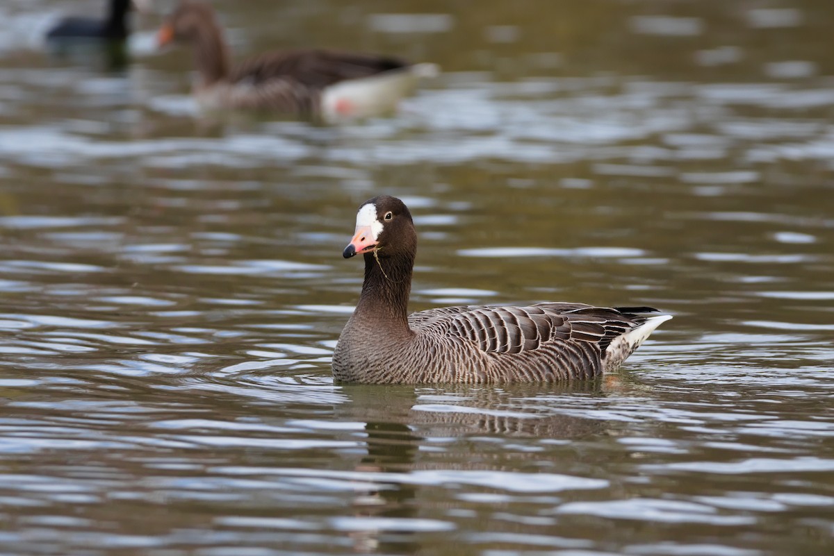 Anser/Branta sp. - ML632564474