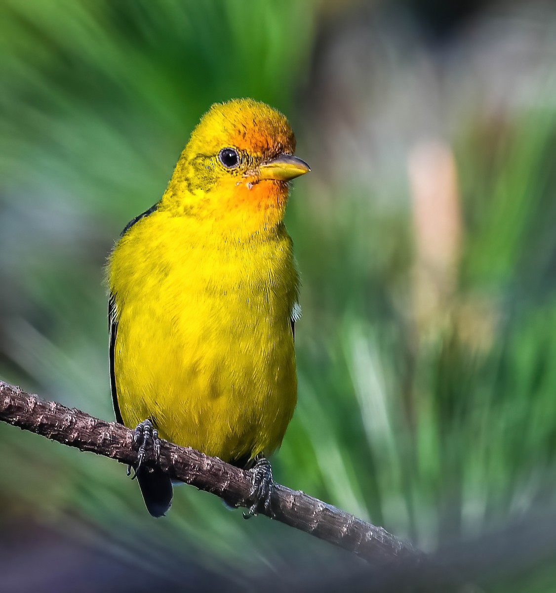 Western Tanager - ML632564479
