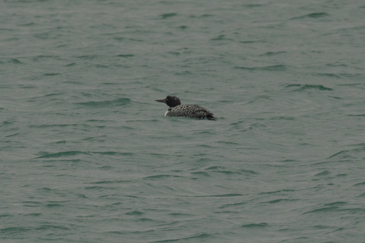 Common Loon - ML632564554
