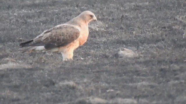 káně bělohrdlá - ML632564559