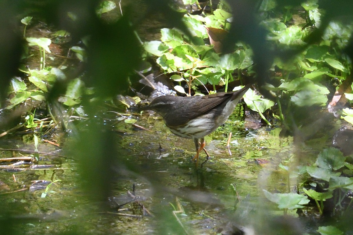 Louisiana Waterthrush - ML632564595