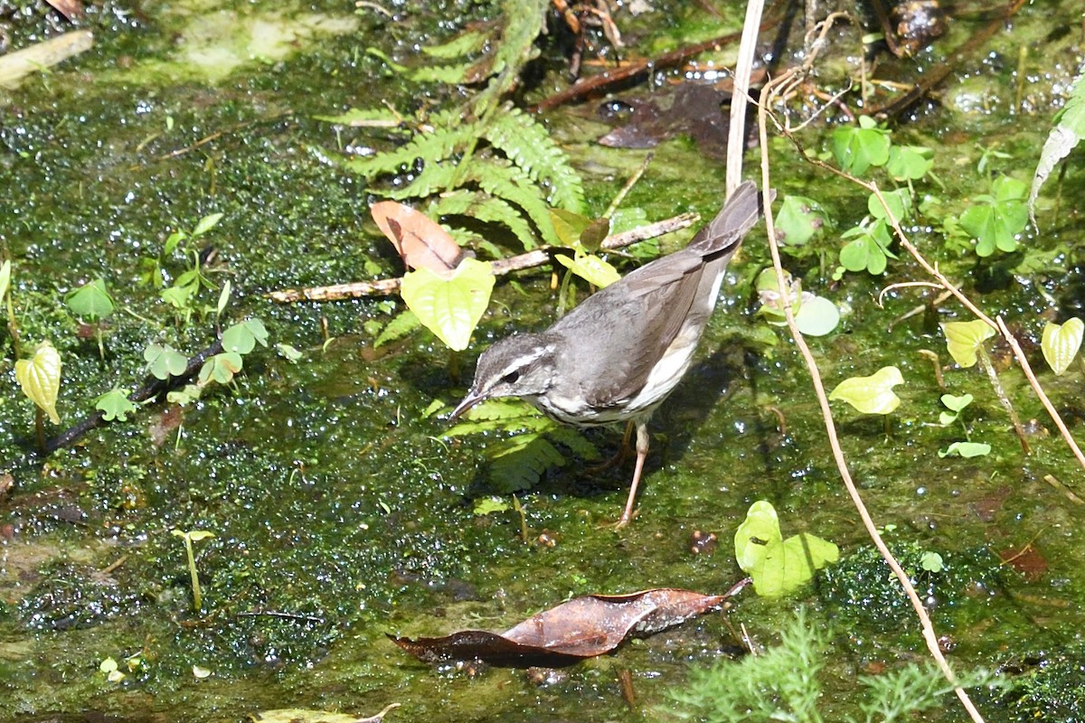 Louisiana Waterthrush - ML632564629
