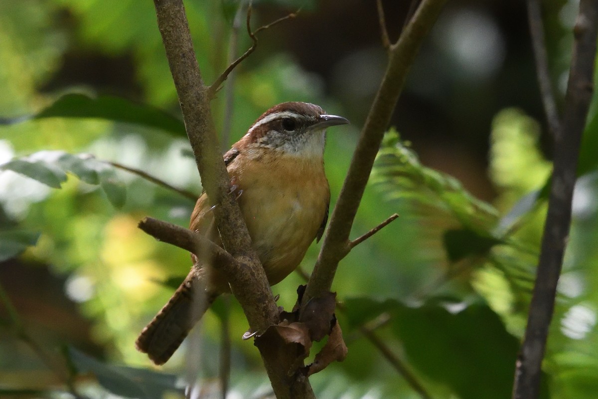 Carolina Wren - ML632564636