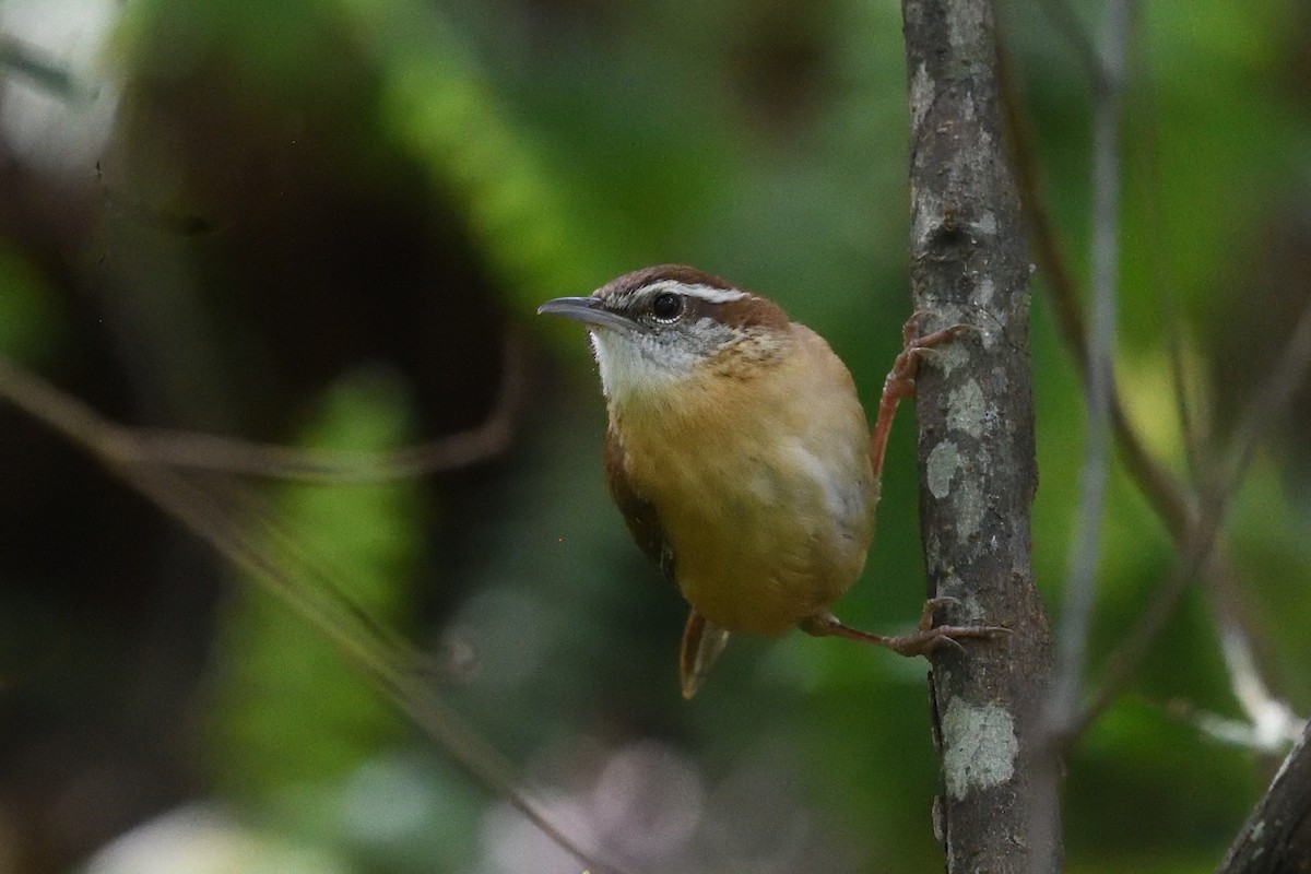 Carolina Wren - ML632564637