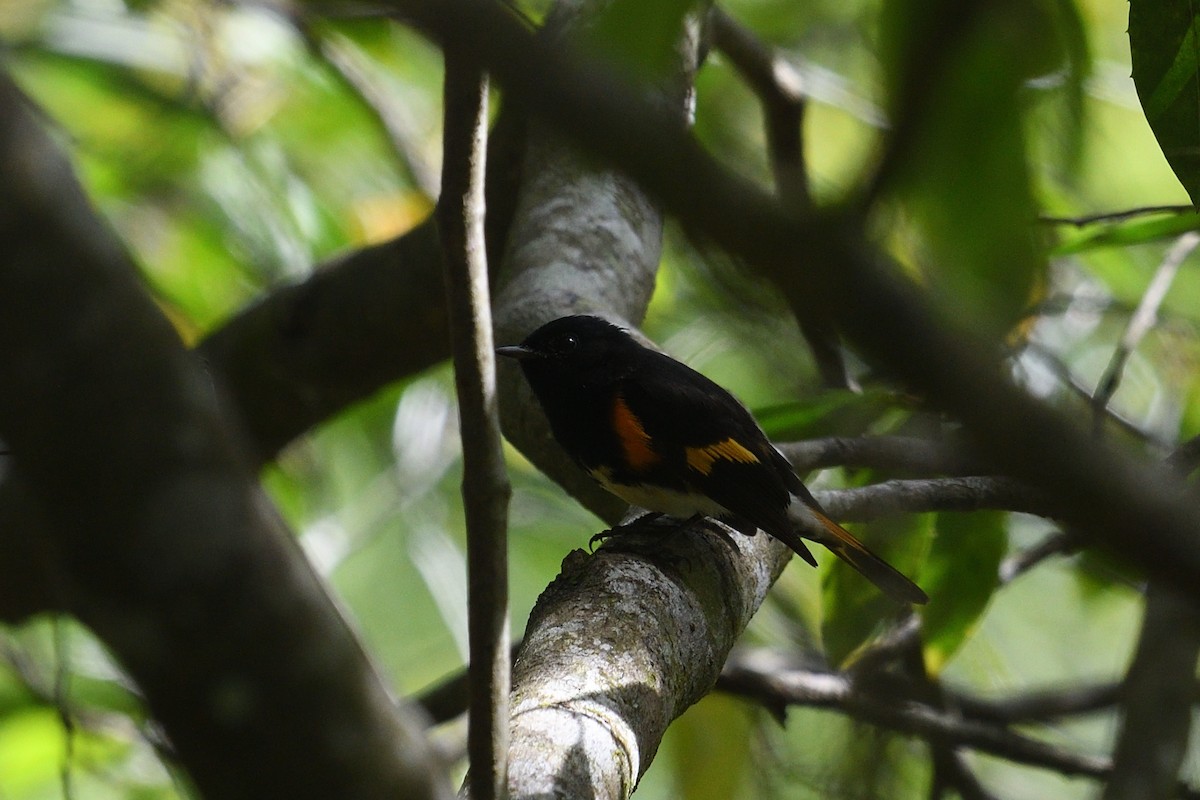 American Redstart - ML632564649