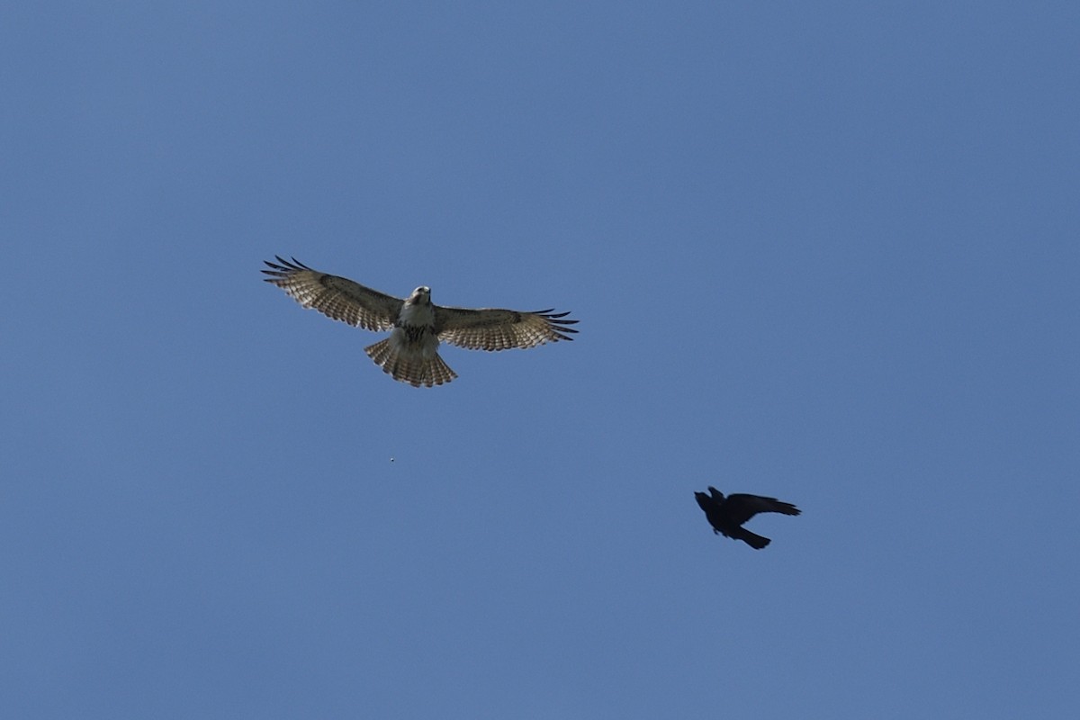 Red-tailed Hawk - ML632564677