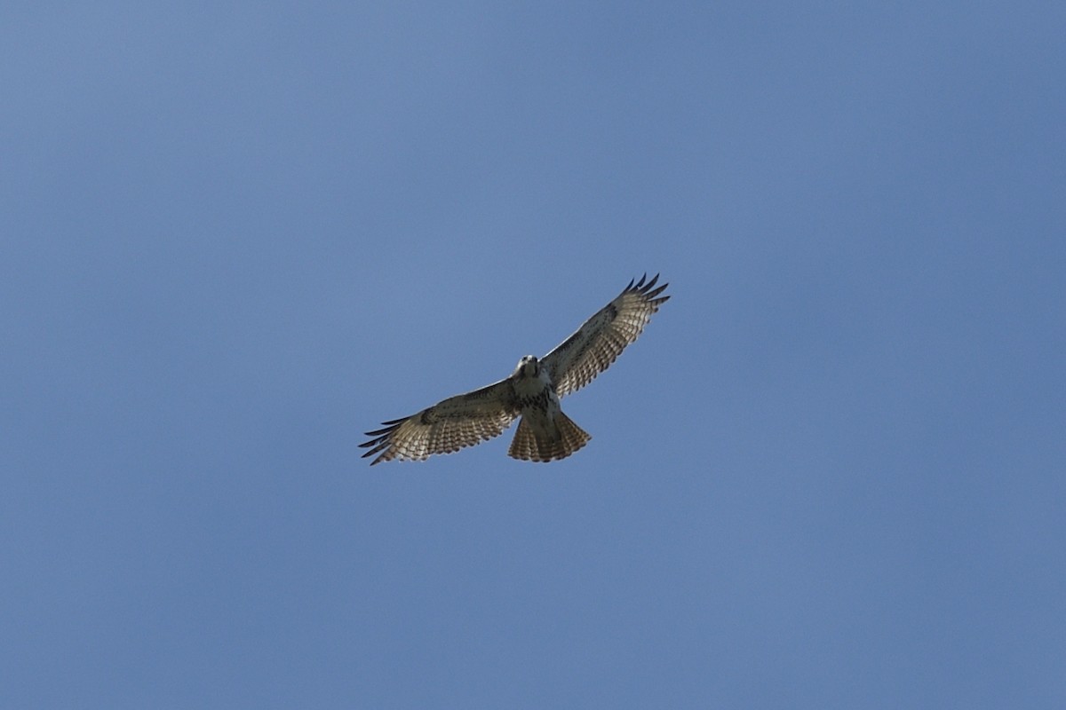 Red-tailed Hawk - ML632564679