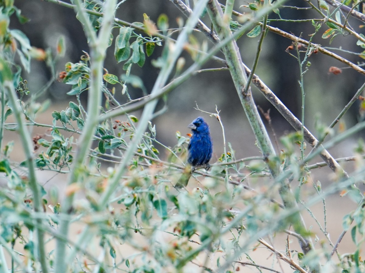 Blue Grosbeak - ML632564785