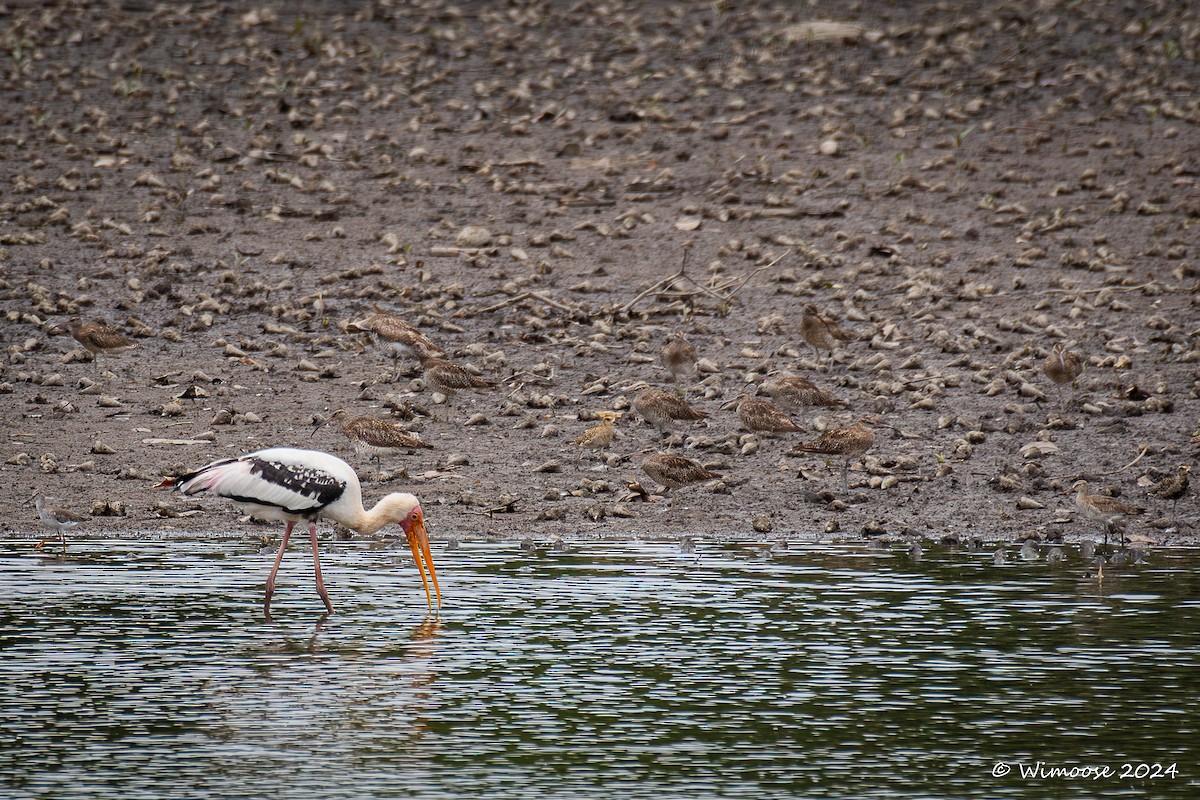 Bar-tailed Godwit - ML632564791
