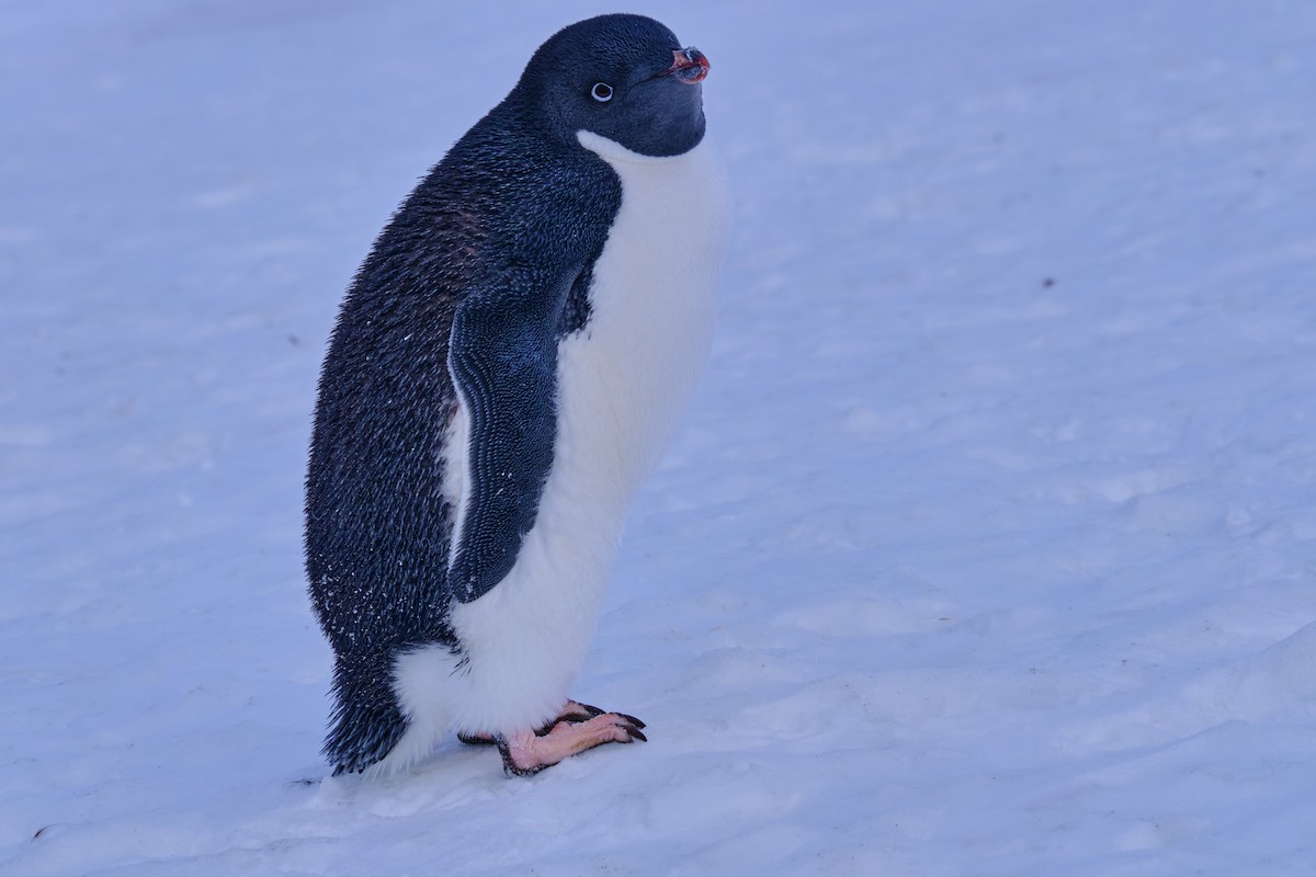 Adelie Penguin - ML632564923