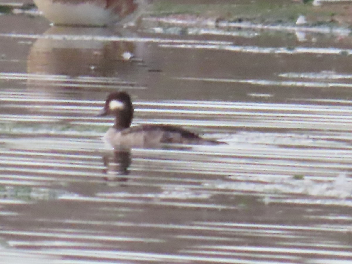 Bufflehead - ML632565081