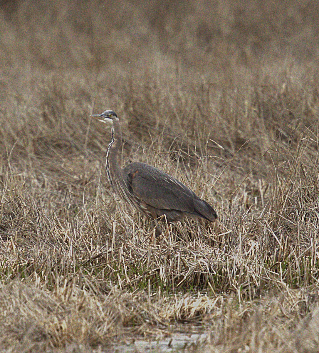 Great Blue Heron - ML632565085