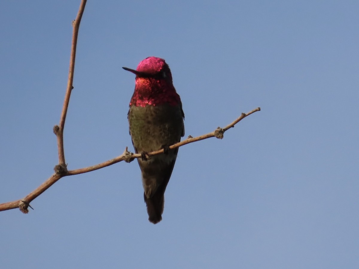 Anna's Hummingbird - ML632565153