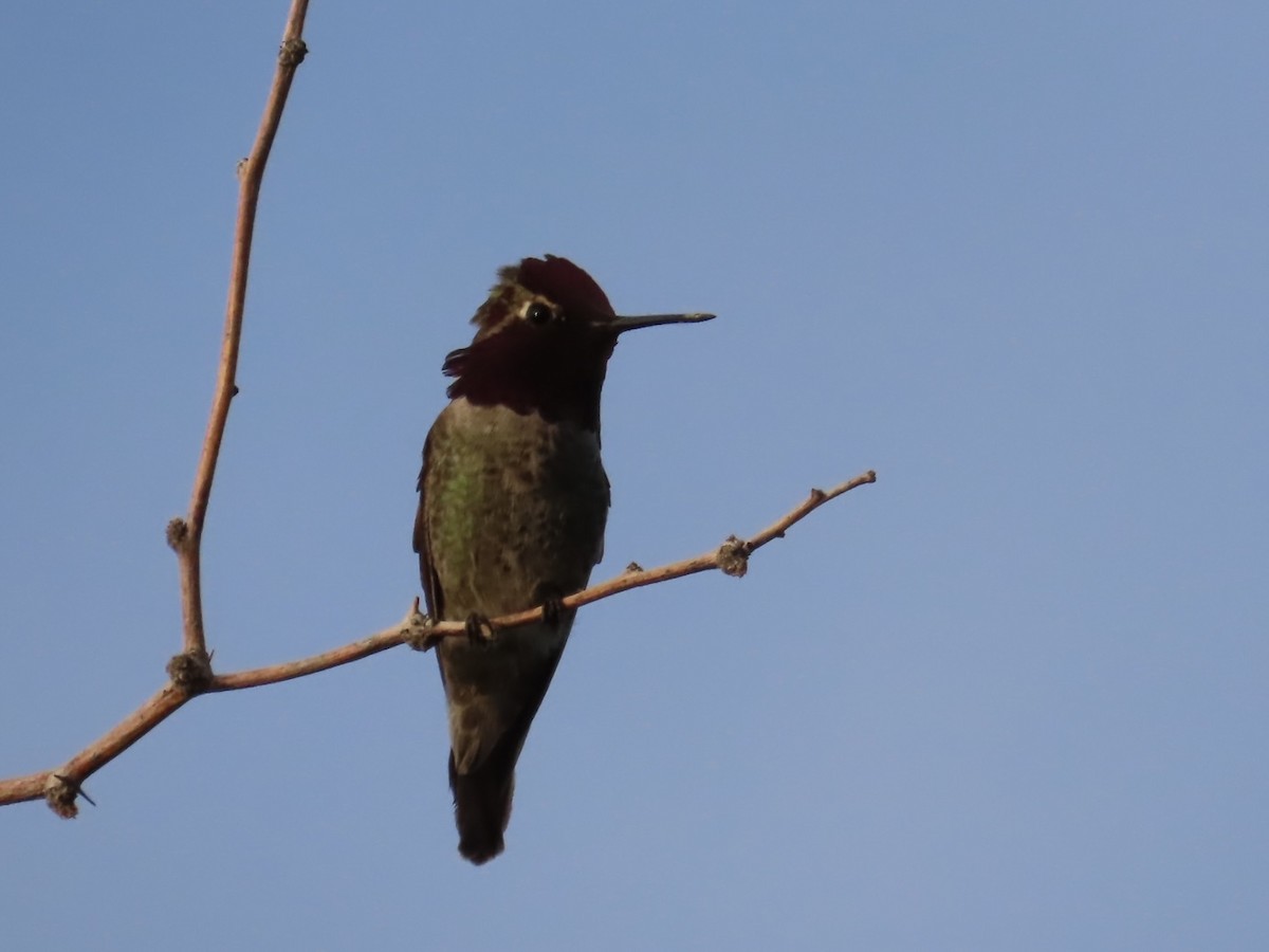 Anna's Hummingbird - ML632565154