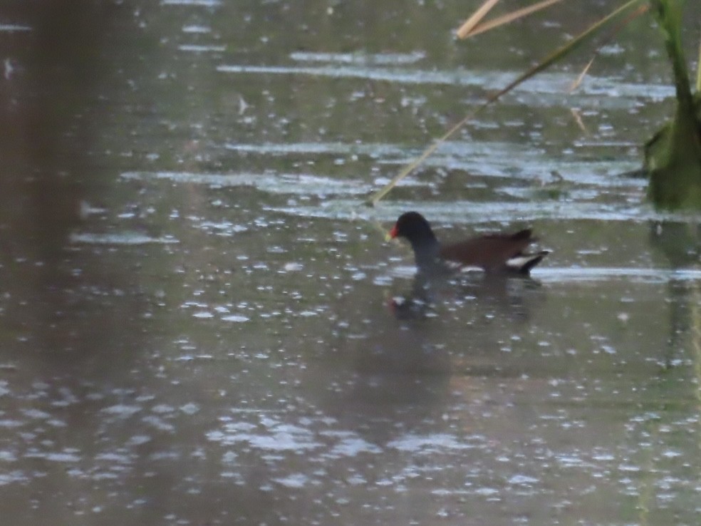 Common Gallinule - ML632565159