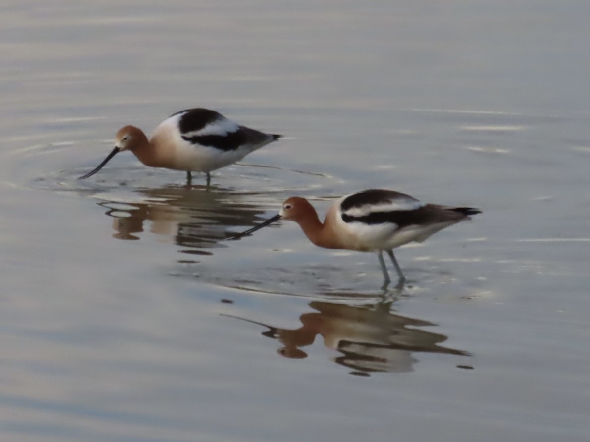 American Avocet - ML632565206