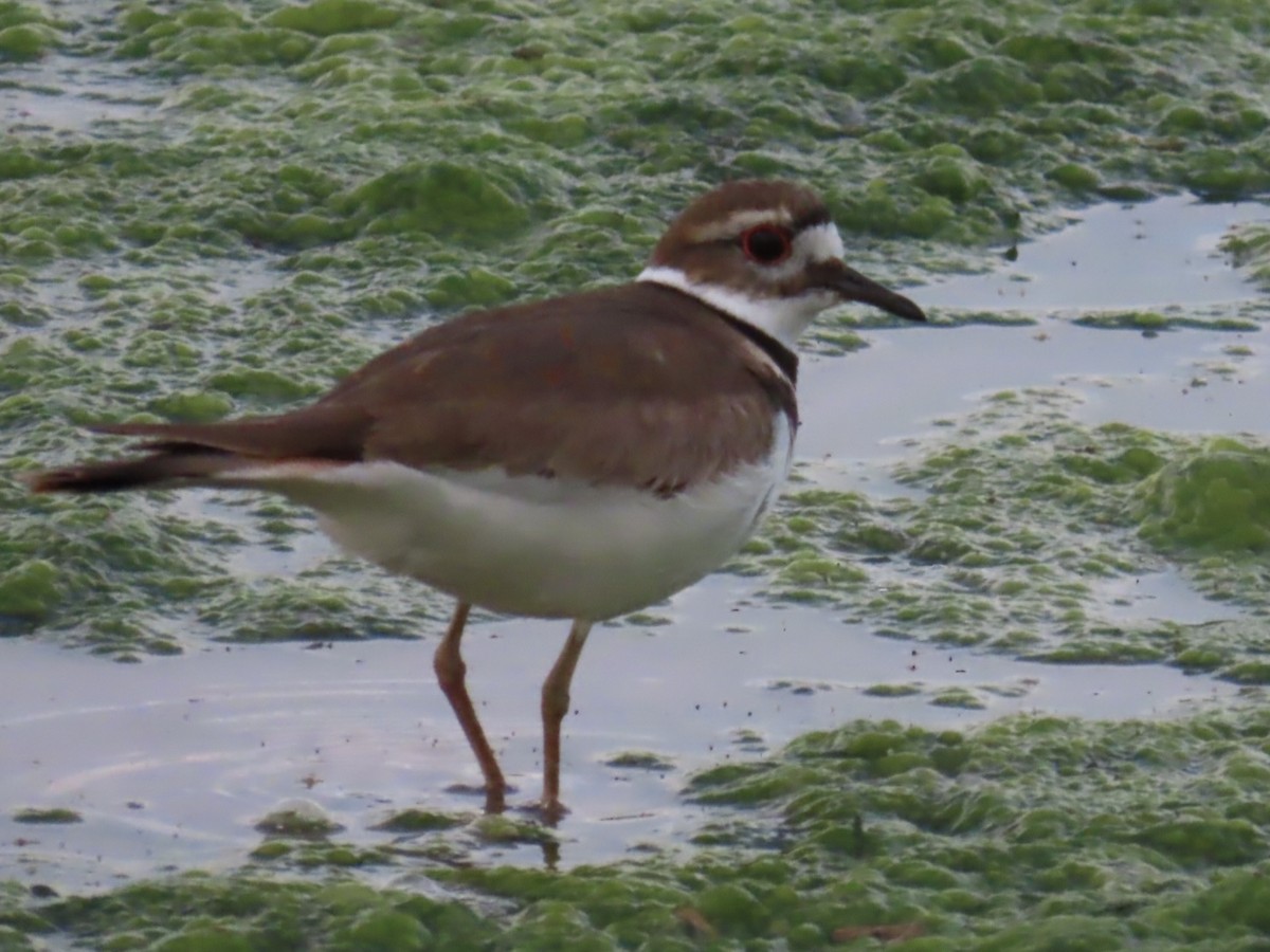 Killdeer - ML632565214