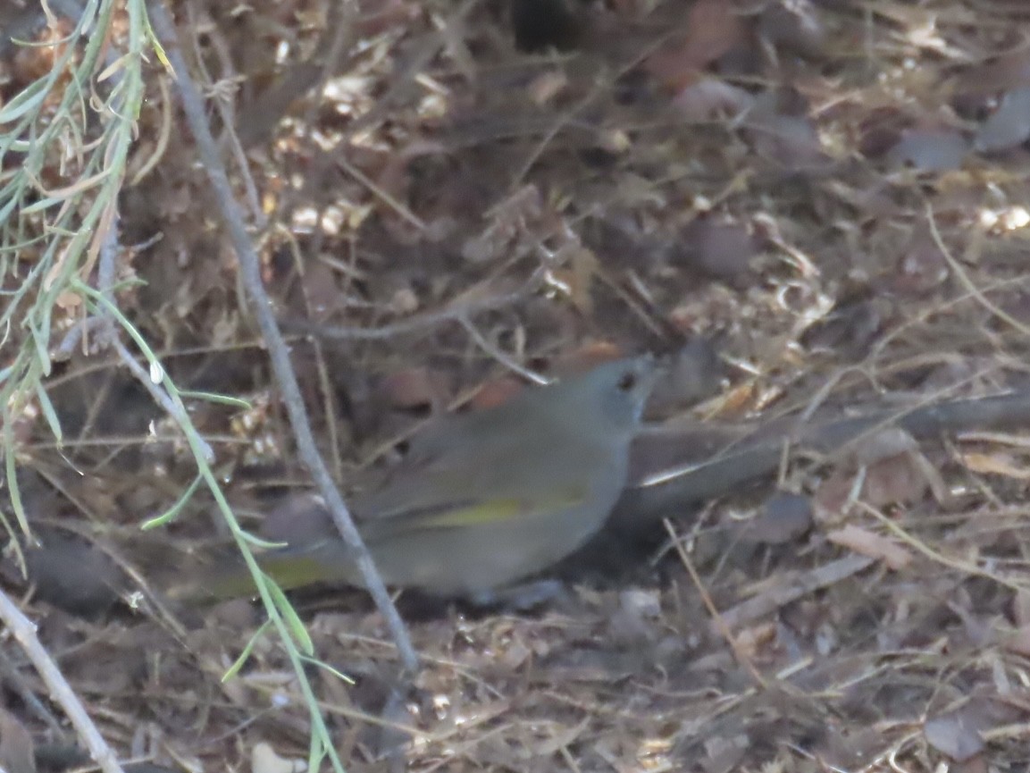 Green-tailed Towhee - ML632565304