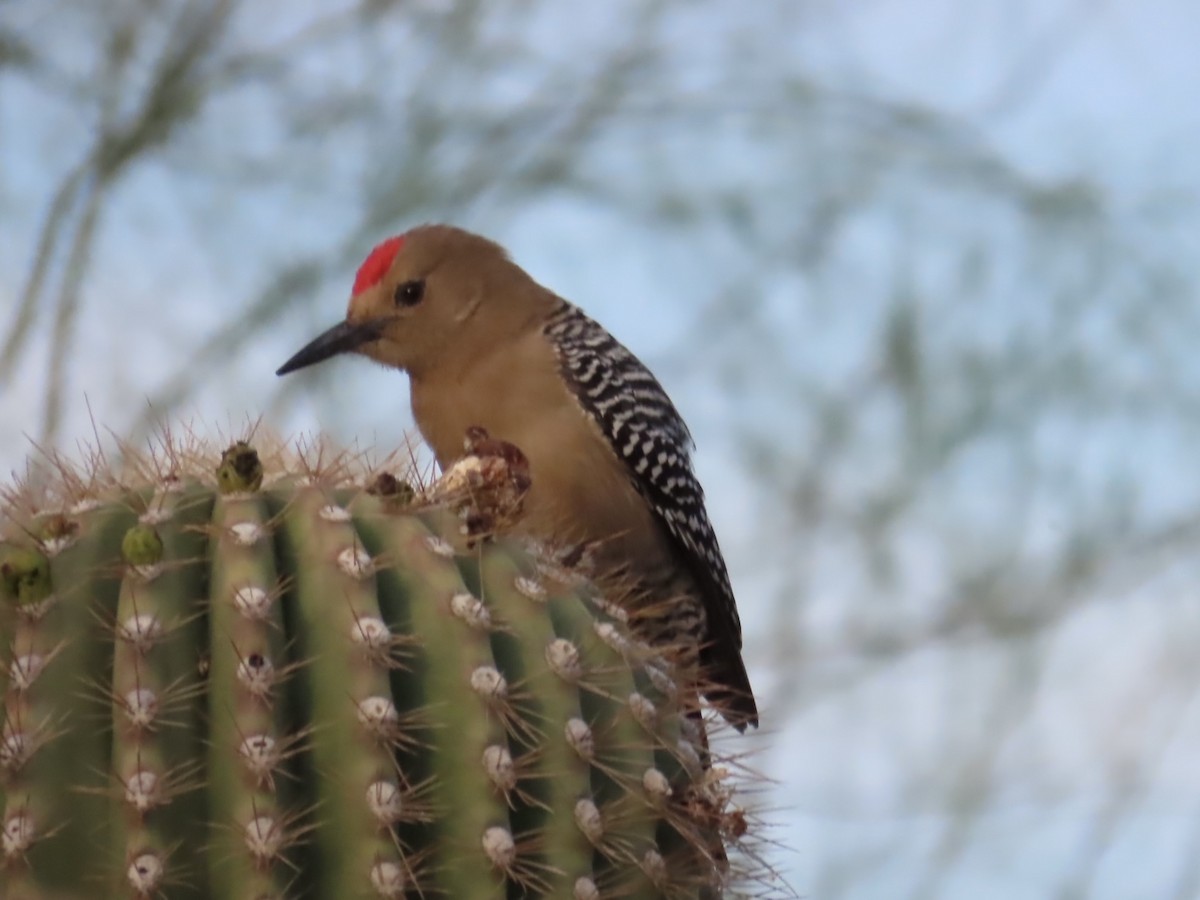 Gila Woodpecker - ML632565331