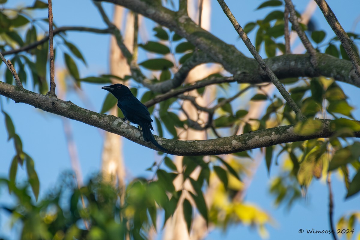 Crow-billed Drongo - ML632565394