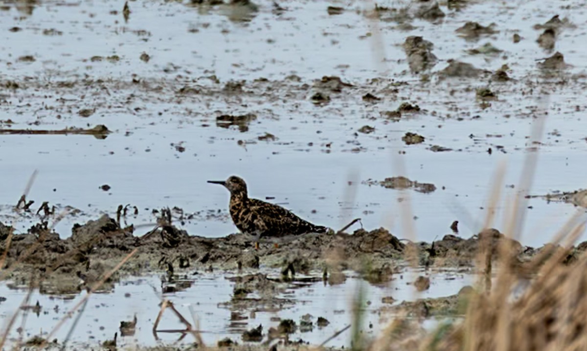 Ruff - ML632565582