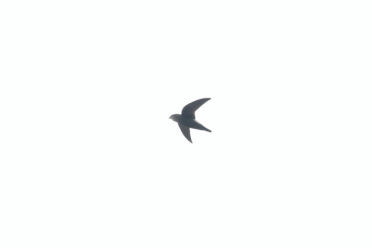 Pale-rumped Swift - ML632565635