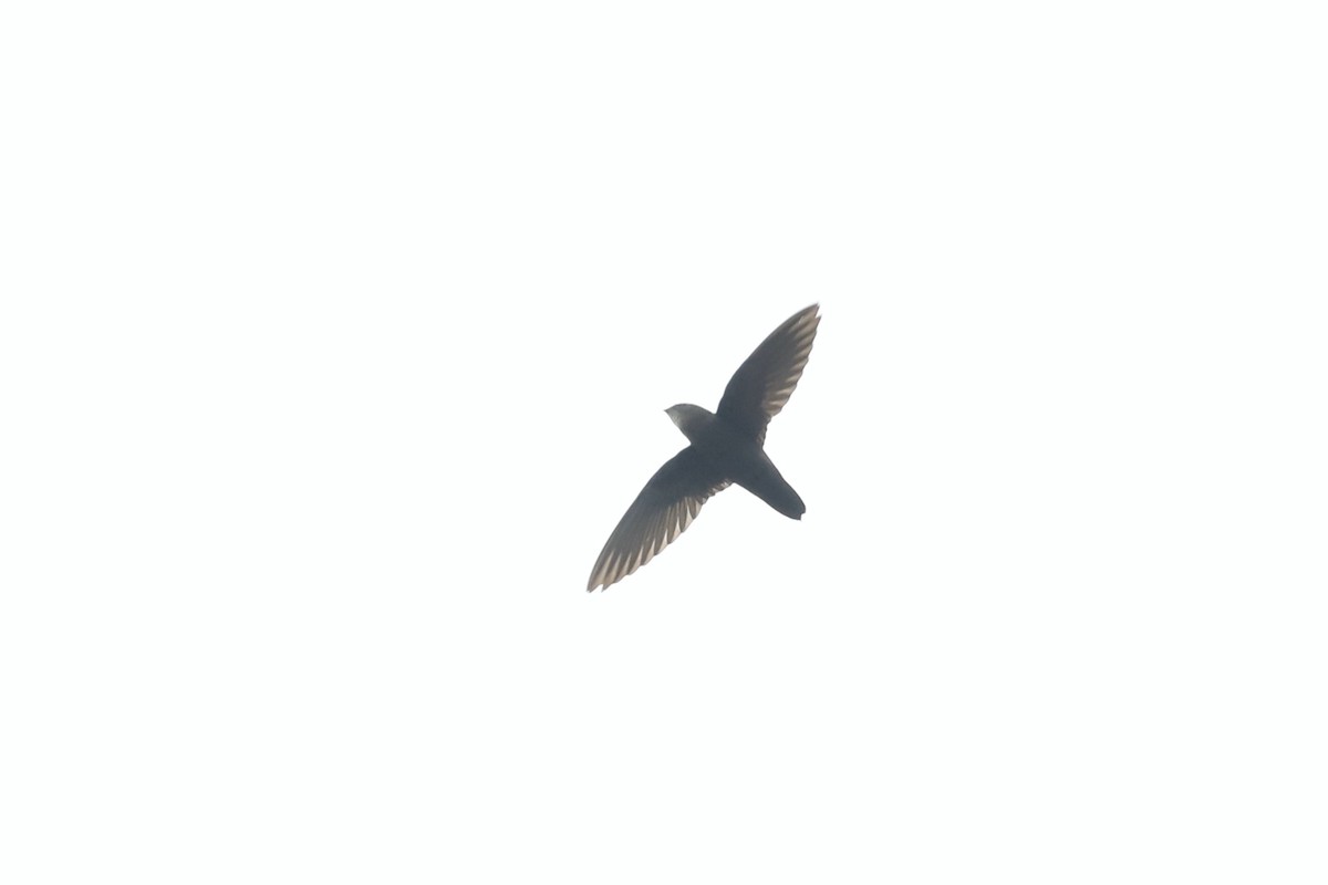 Pale-rumped Swift - ML632565637