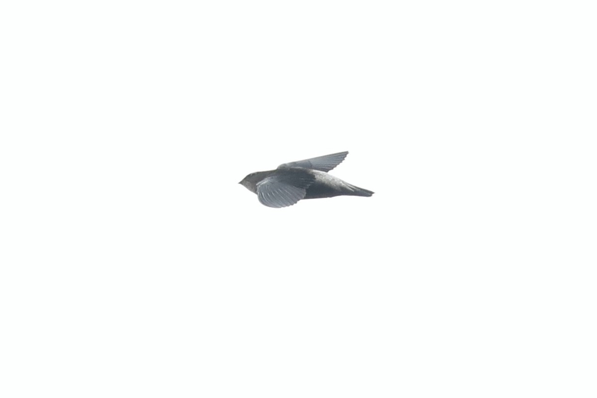 Pale-rumped Swift - ML632565638