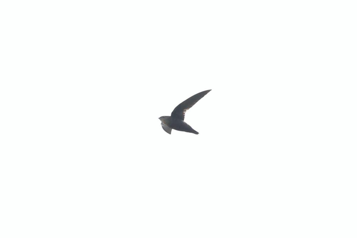 Pale-rumped Swift - ML632565639