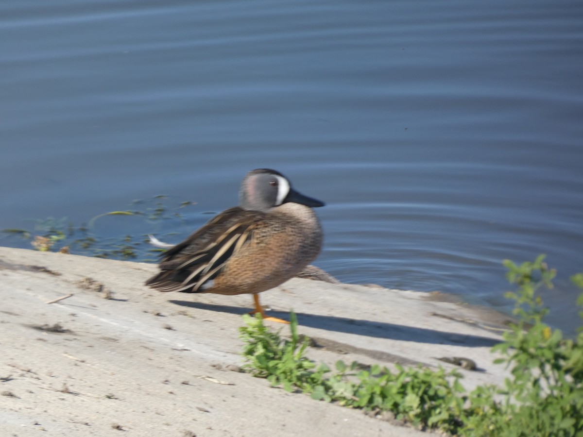 čírka modrokřídlá - ML632565640