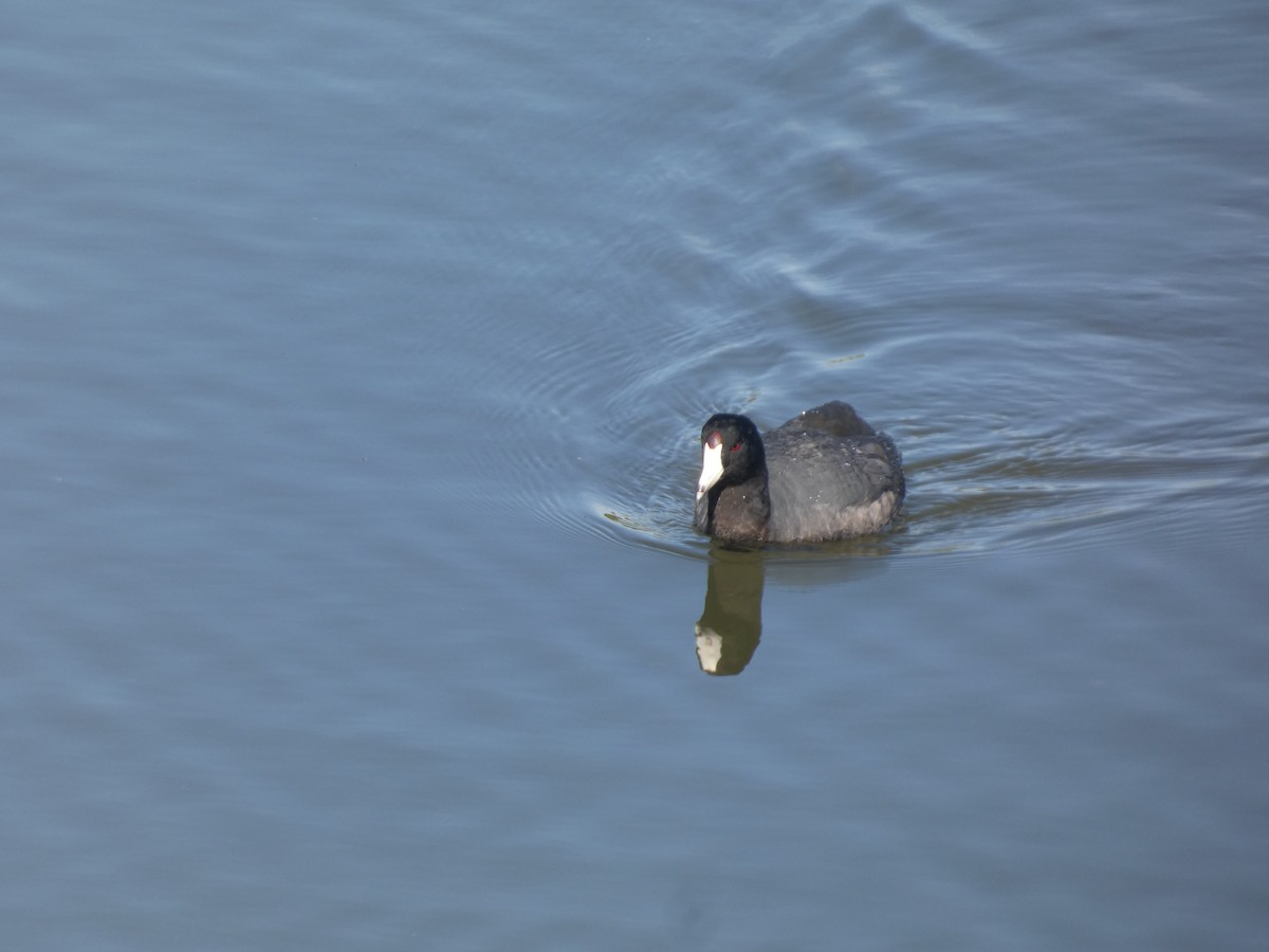 lyska americká - ML632565662