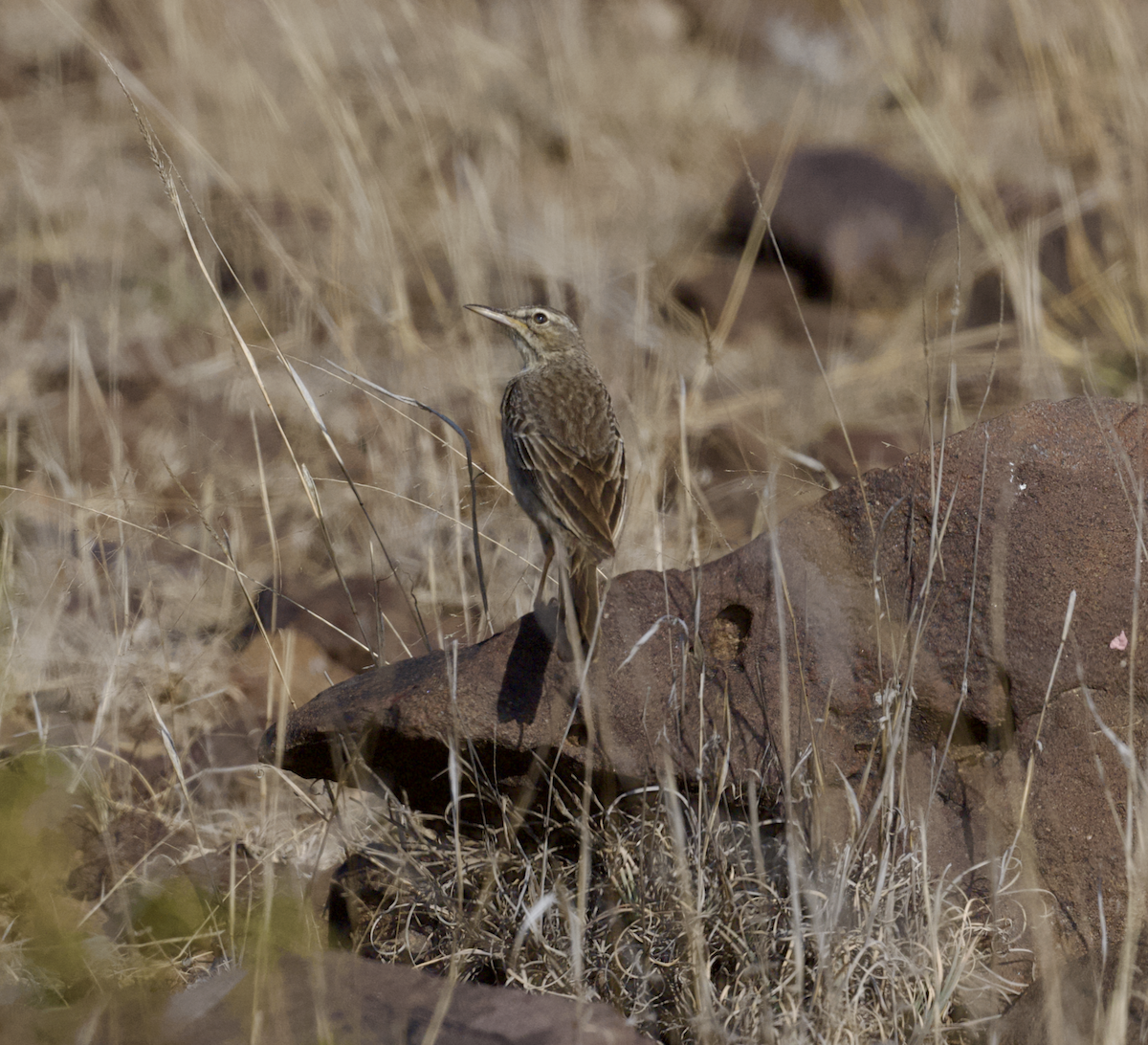 Long-billed Pipit (Arabian) - ML632565667