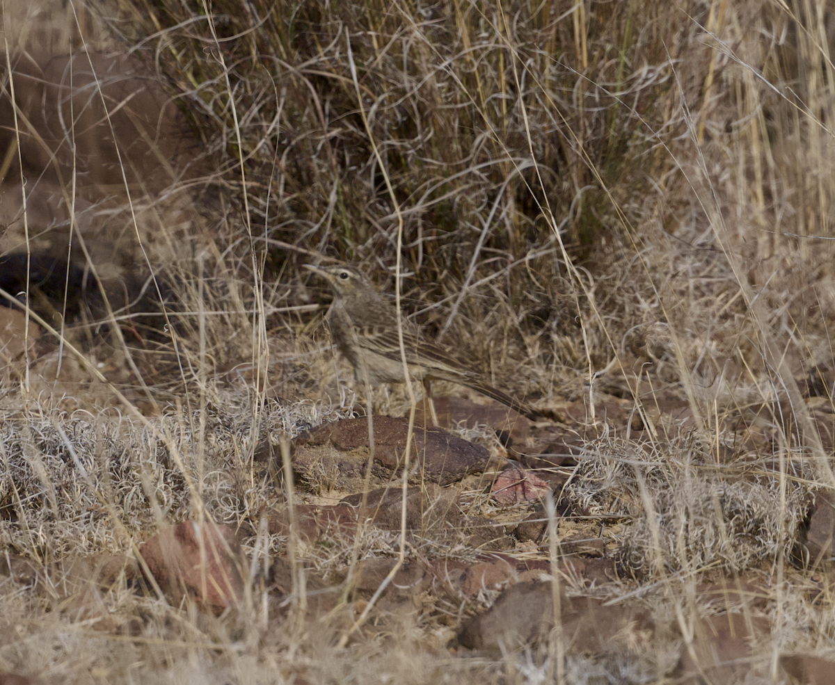 Long-billed Pipit (Arabian) - ML632565668