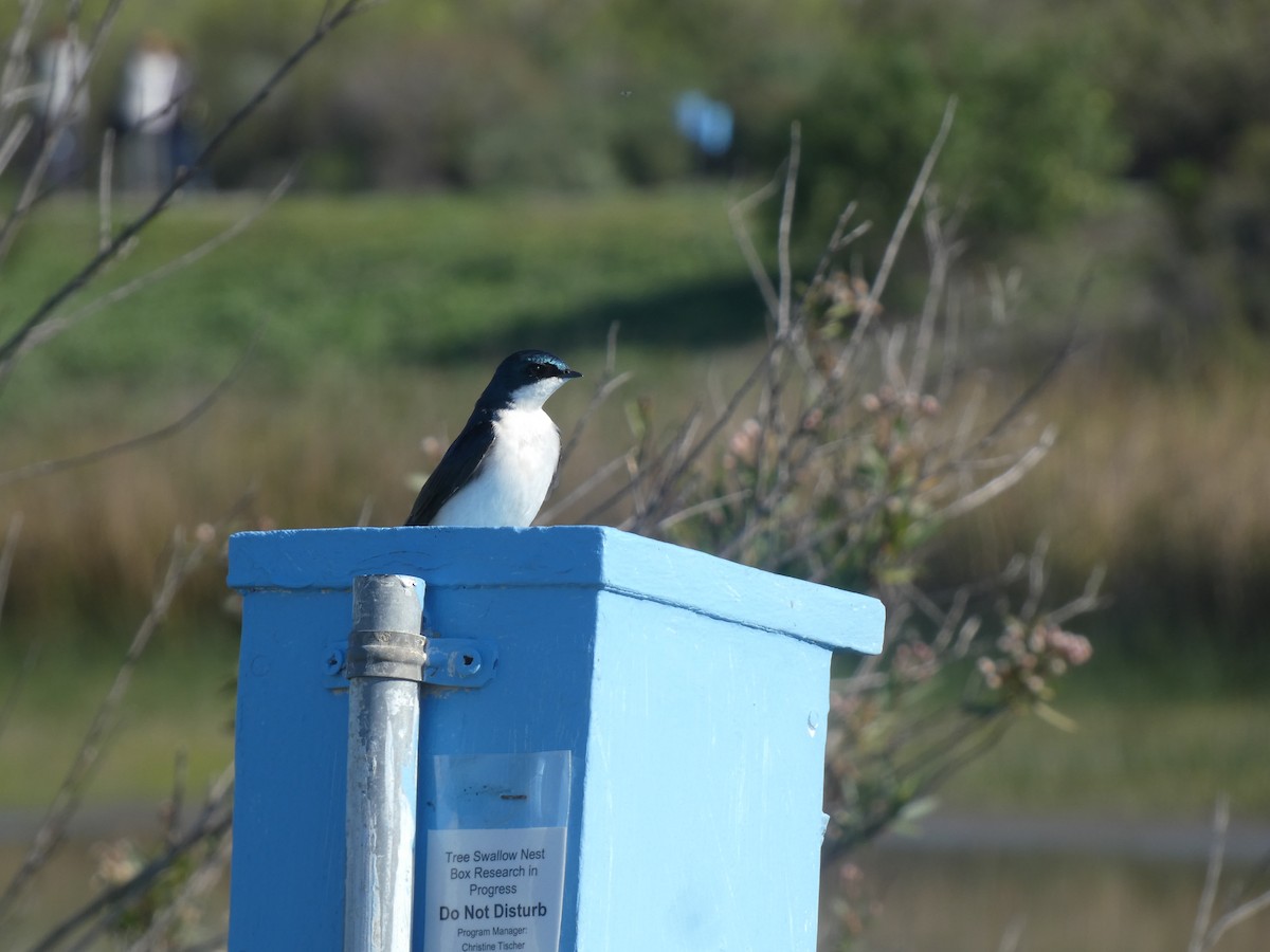 vlaštovka stromová - ML632565703