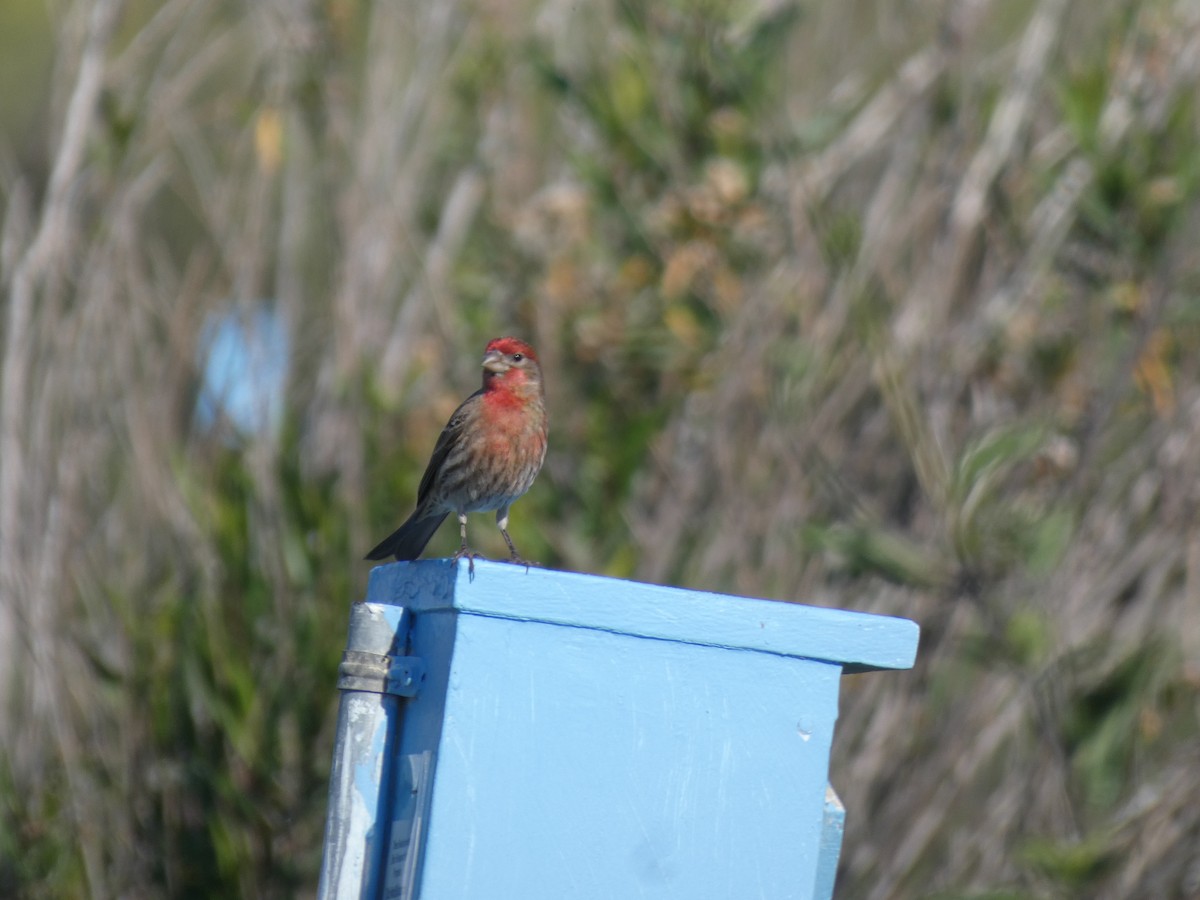 hýl rudoprsý - ML632565708