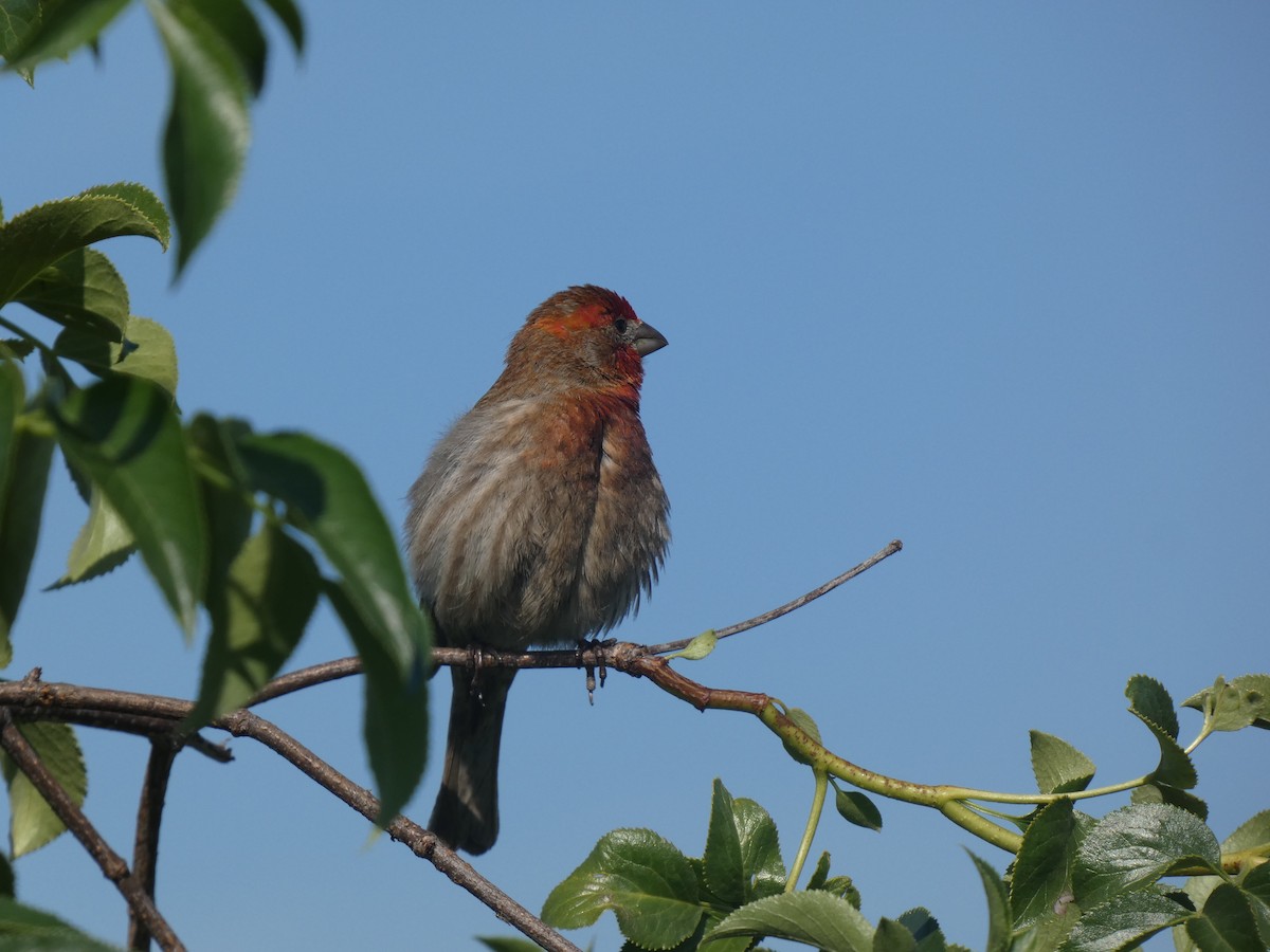 hýl rudoprsý - ML632565720