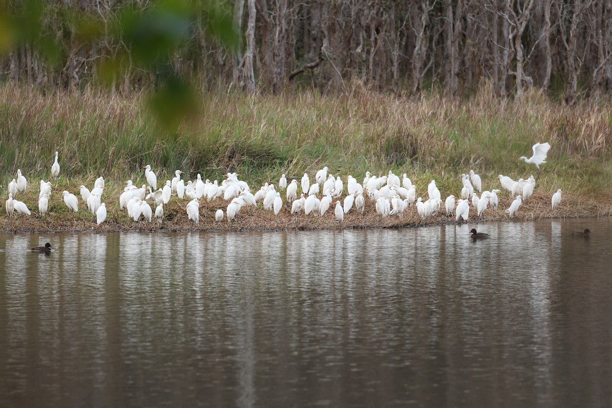 Eastern Cattle-Egret - ML632565888