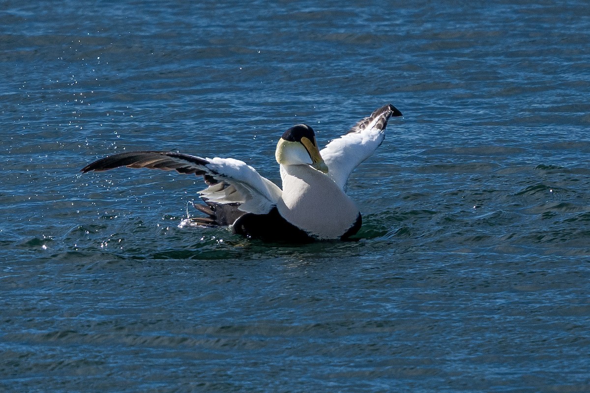 Common Eider - ML632565920