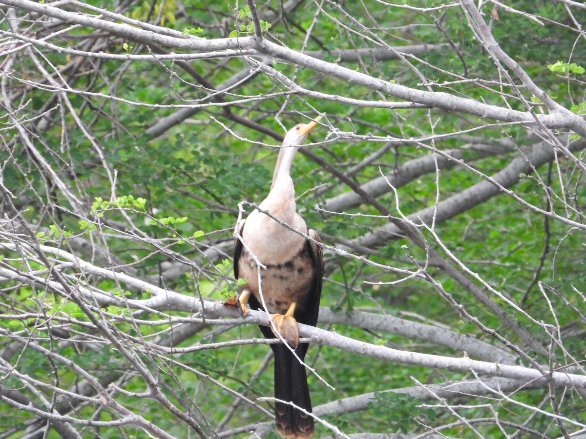 Anhinga - ML632566024