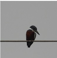 Ringed Kingfisher - ML632566044