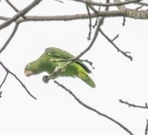 Yellow-crowned Amazon - ML632566065