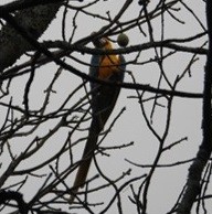 Blue-and-yellow Macaw - ML632566068