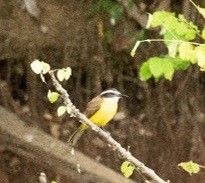 Lesser Kiskadee - ML632566146