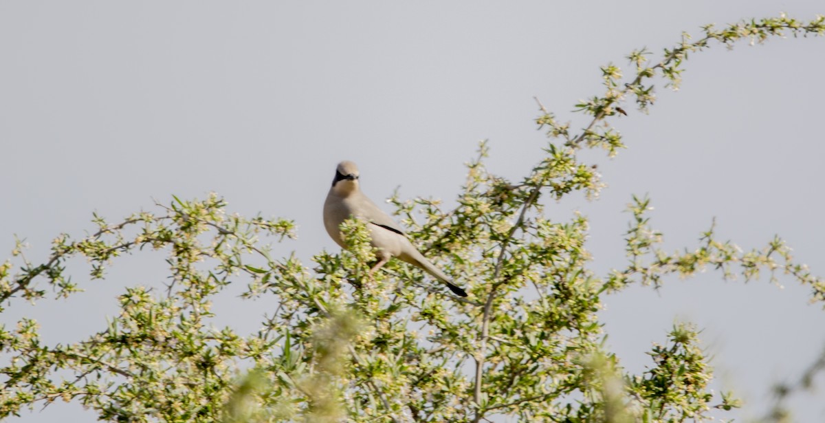 Hypocolius - ML632566347